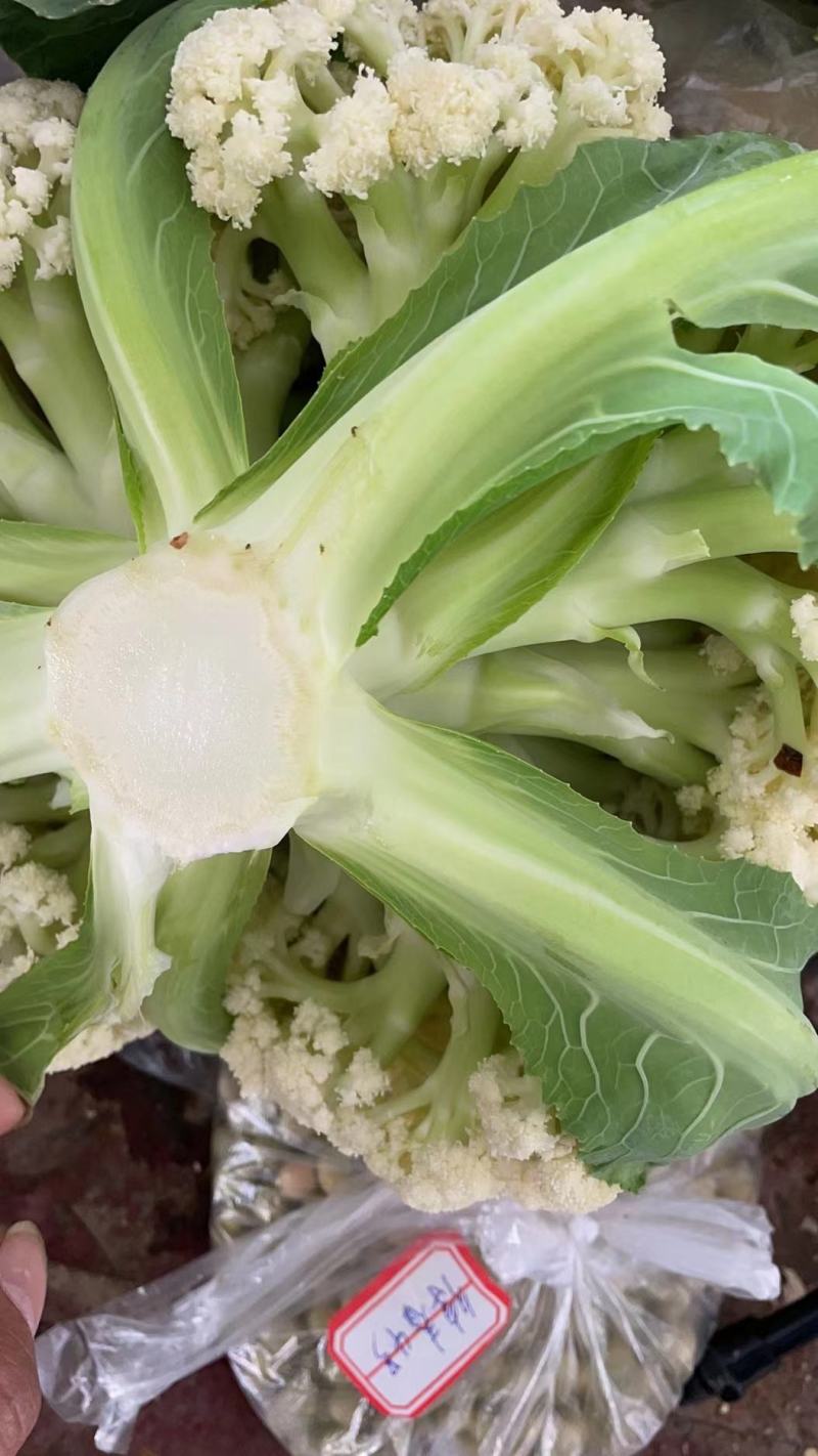 花菜，产地直供，货量充足，量大价优！