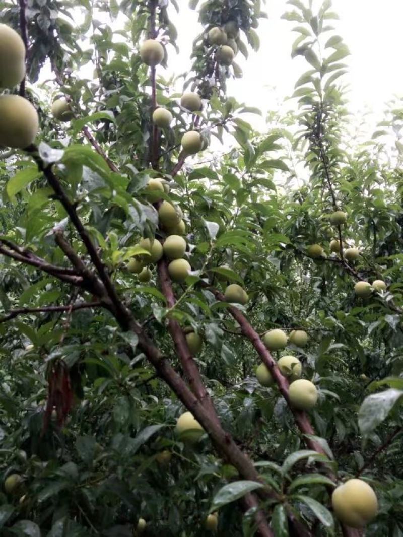 蜂糖李种植基地，四月李果大鲜美