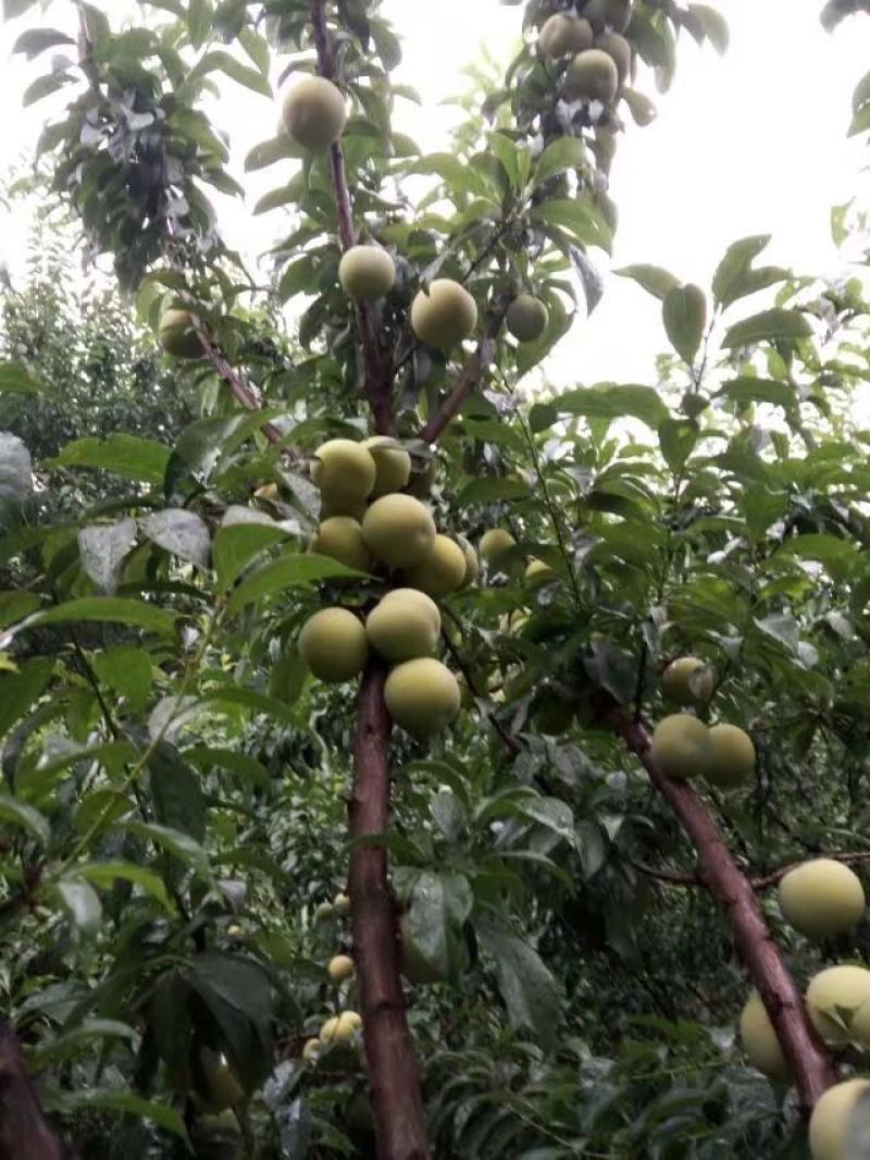 蜂糖李种植基地，四月李果大鲜美