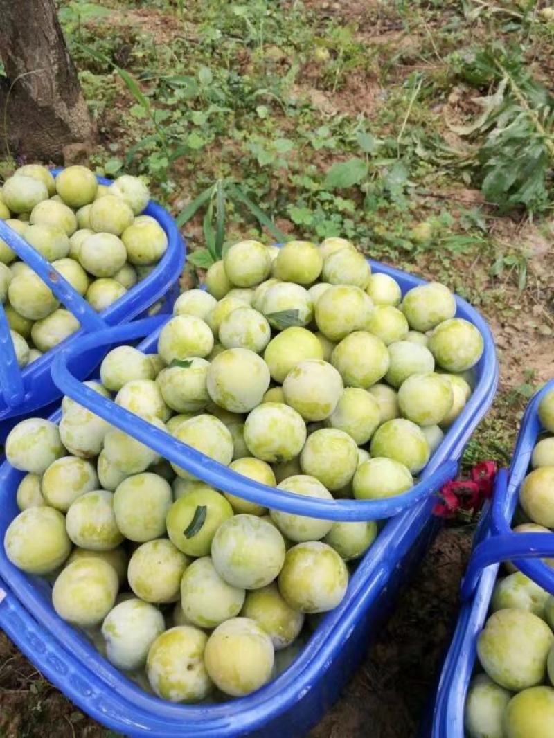 蜂糖李种植基地，四月李果大鲜美