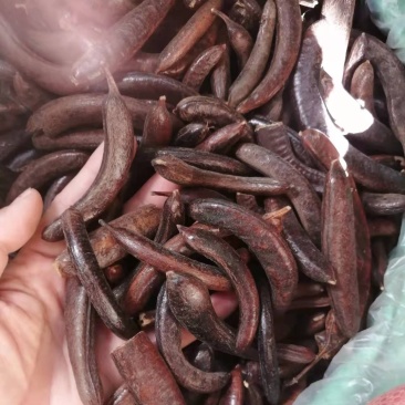 包邮皂角大皂角小皂角，广西货干净漂亮产地货源