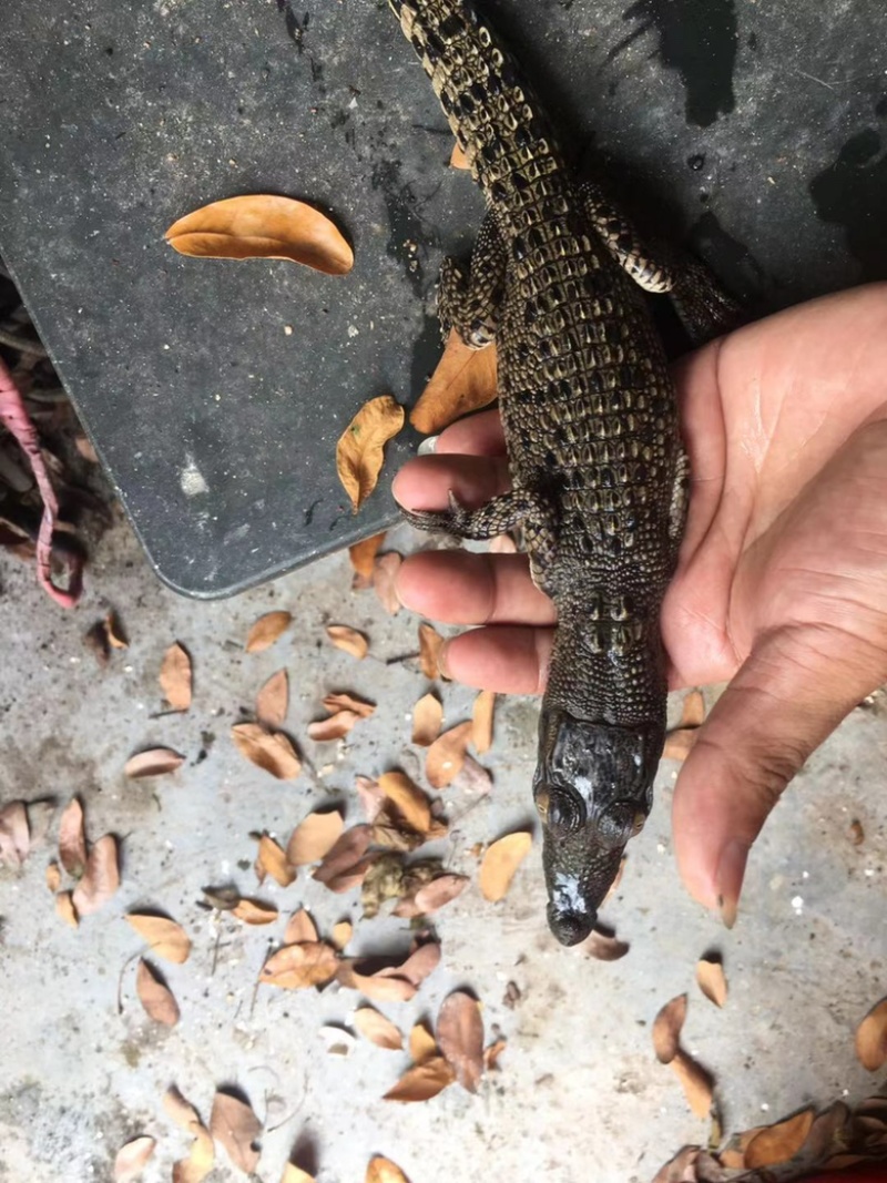 鳄鱼苗宠物苗养殖苗暹罗尼罗湾鳄养殖场直销