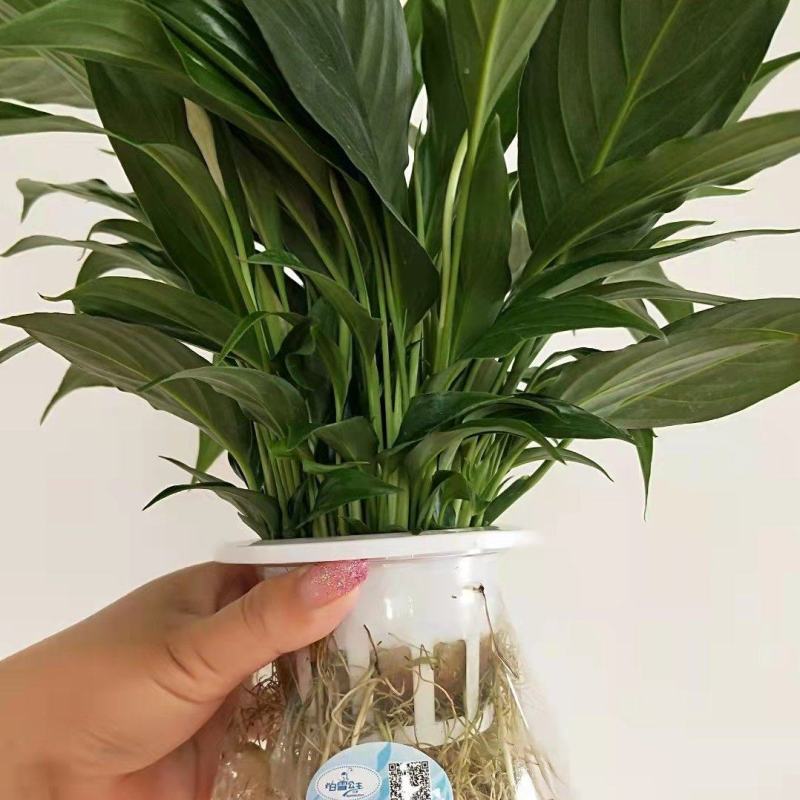 白掌一帆风顺基地直供仿玻璃杯水培白掌一箱15盆装