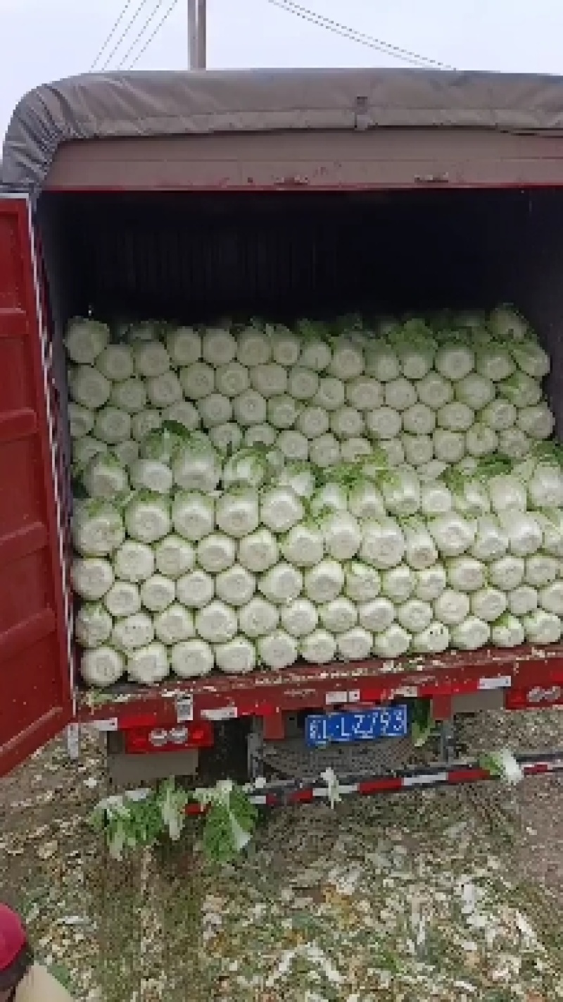 定州市黄心白菜产地直发。不烧心无斑点种植面积大。