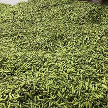四川胡豆大白蚕豆质量好货源充足产地直销全国发货