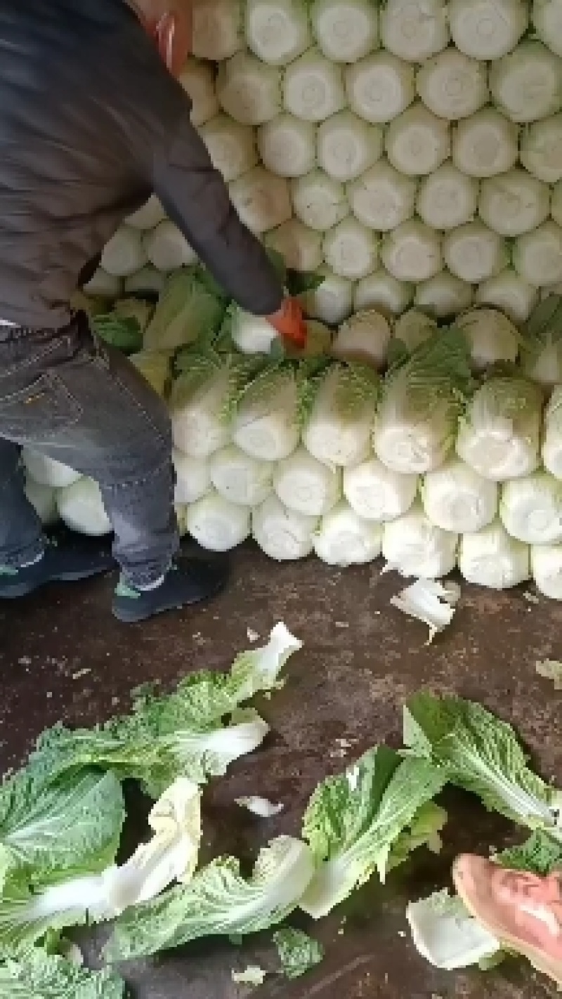 定州市黄心白菜产地直发。不烧心无斑点种植面积大。