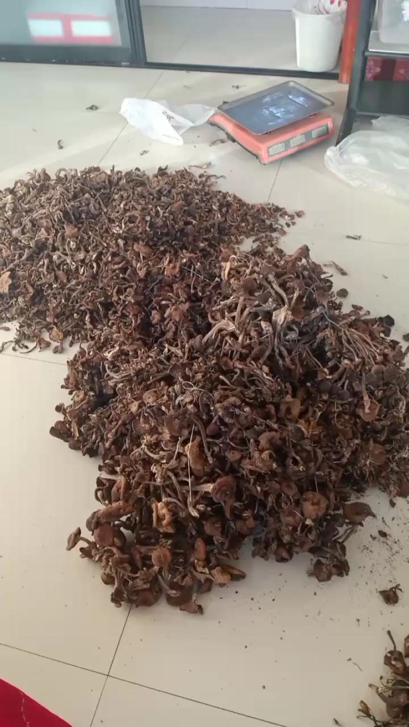 黑龙江本地榛蘑，保证质量无沫，发货不咬皮。