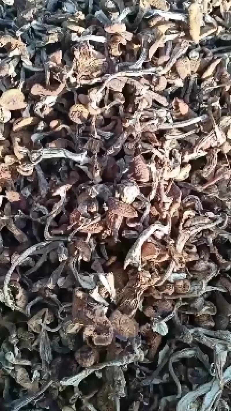 黑龙江本地榛蘑，保证质量无沫，发货不咬皮。
