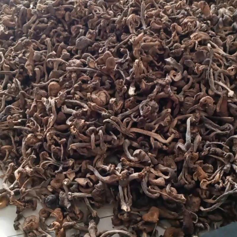 黑龙江本地榛蘑，保证质量无沫，发货不咬皮。
