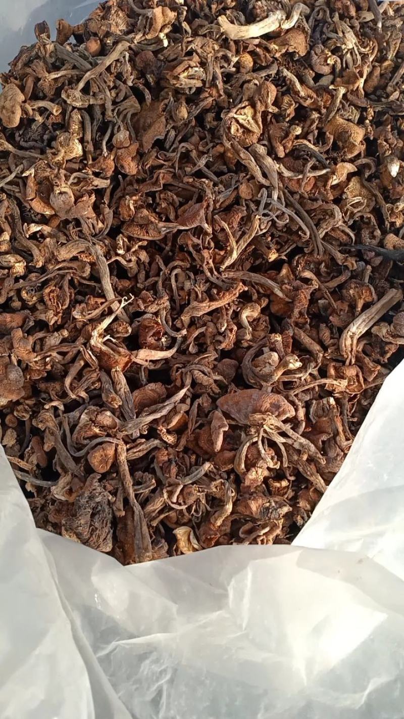 黑龙江本地榛蘑，保证质量无沫，发货不咬皮。