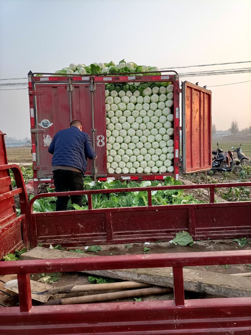 定州市黄心白菜产地直发。不烧心无斑点种植面积大。