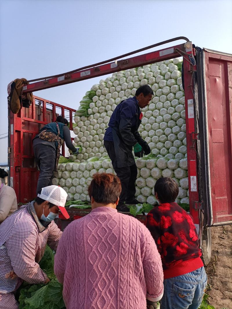 定州市黄心白菜产地直发。不烧心无斑点种植面积大。