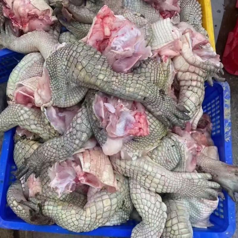活体鳄鱼鳄鱼肉一条起发30斤左右鳄鱼场直销