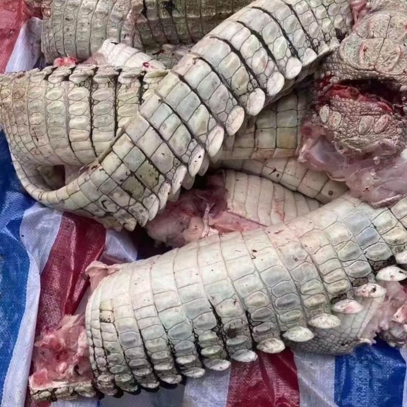活体鳄鱼鳄鱼肉一条起发30斤左右鳄鱼场直销