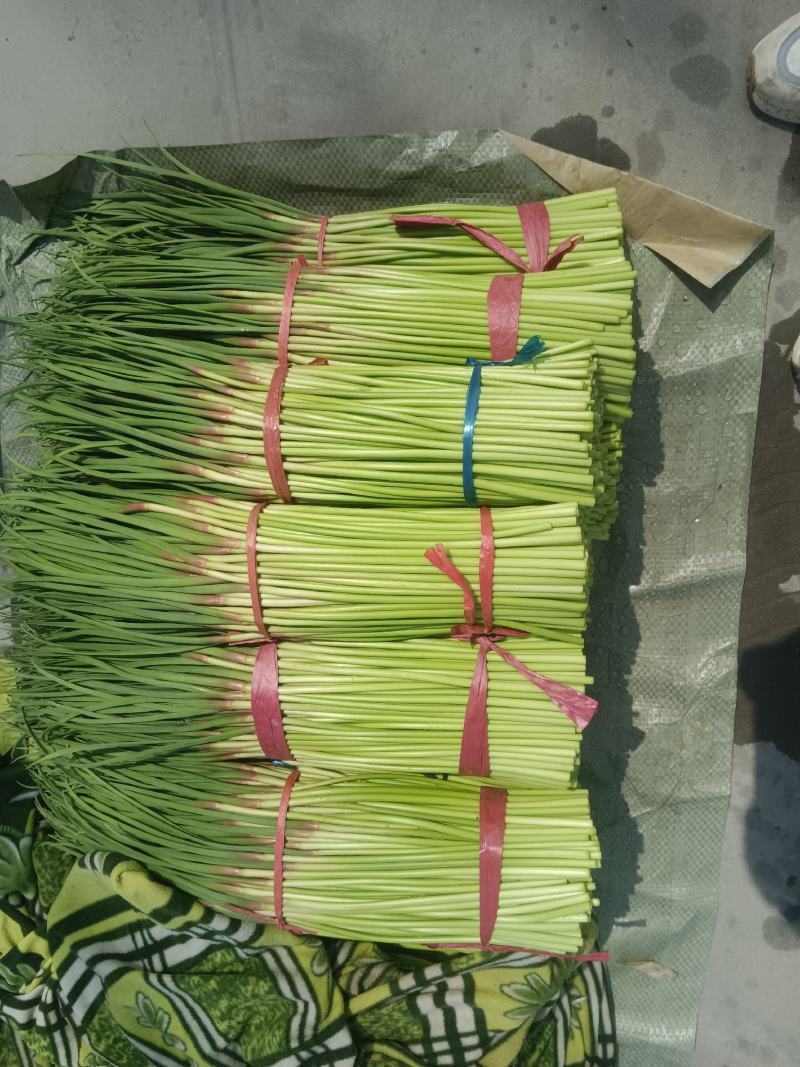 蒜苔