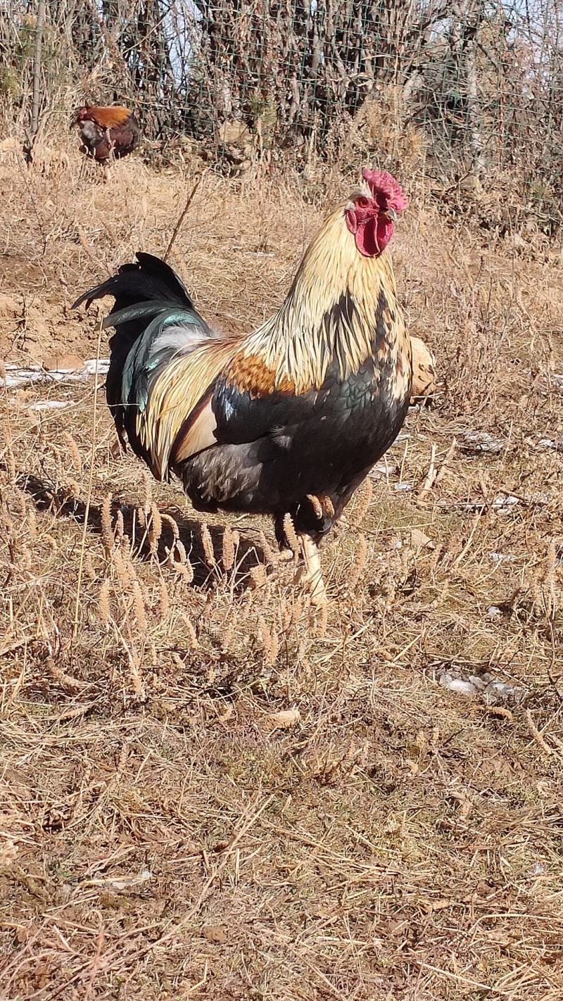 高原藏鸡种蛋