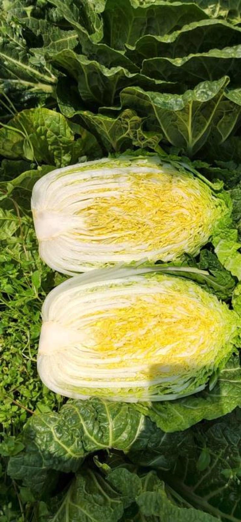云南精品大棚娃娃菜，场地直销，一手货源，无中间差价