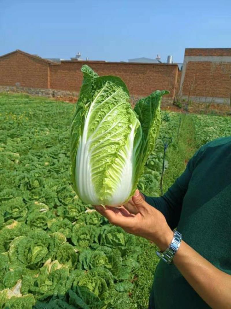 云南精品大棚娃娃菜，场地直销，一手货源，无中间差价