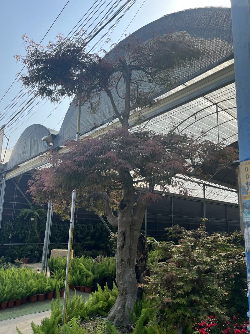 红枫老桩多年生造型盆景多年生老桩造型精美