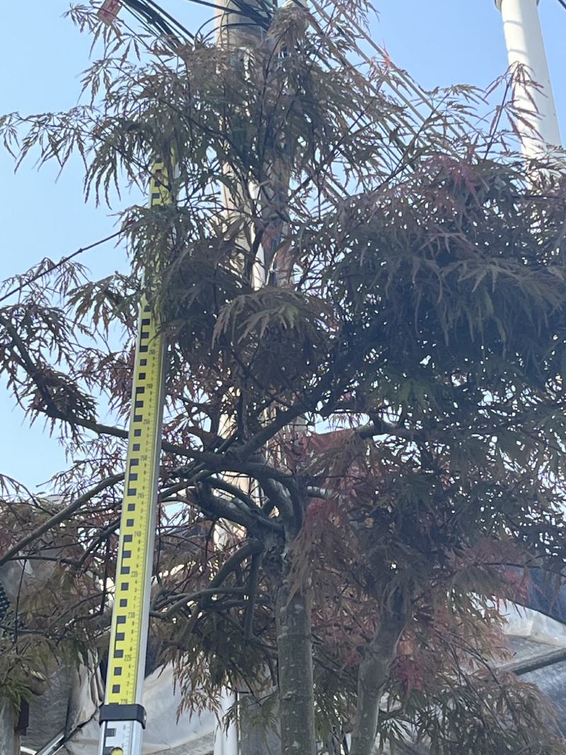 红枫老桩多年生造型盆景多年生老桩造型精美
