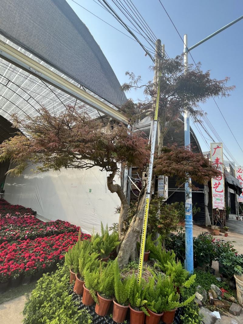 红枫老桩多年生造型盆景多年生老桩造型精美