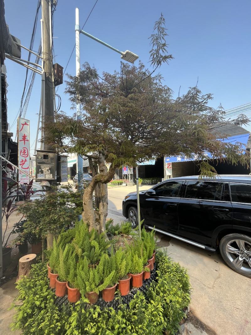 红枫老桩多年生造型盆景多年生老桩造型精美