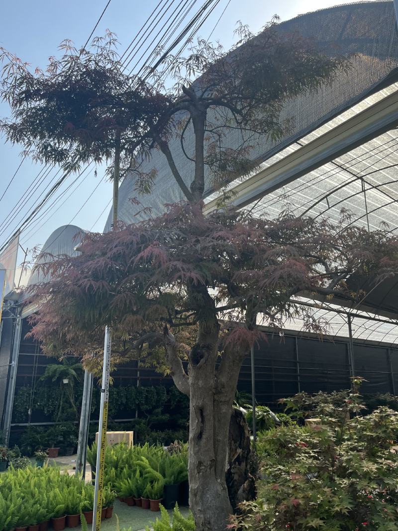 红枫老桩多年生造型盆景多年生老桩造型精美