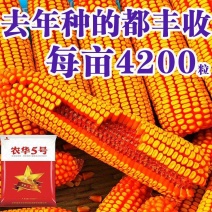 矮杆双胞胎玉米种子大全批发**双国审双棒高产大棒苞米南方