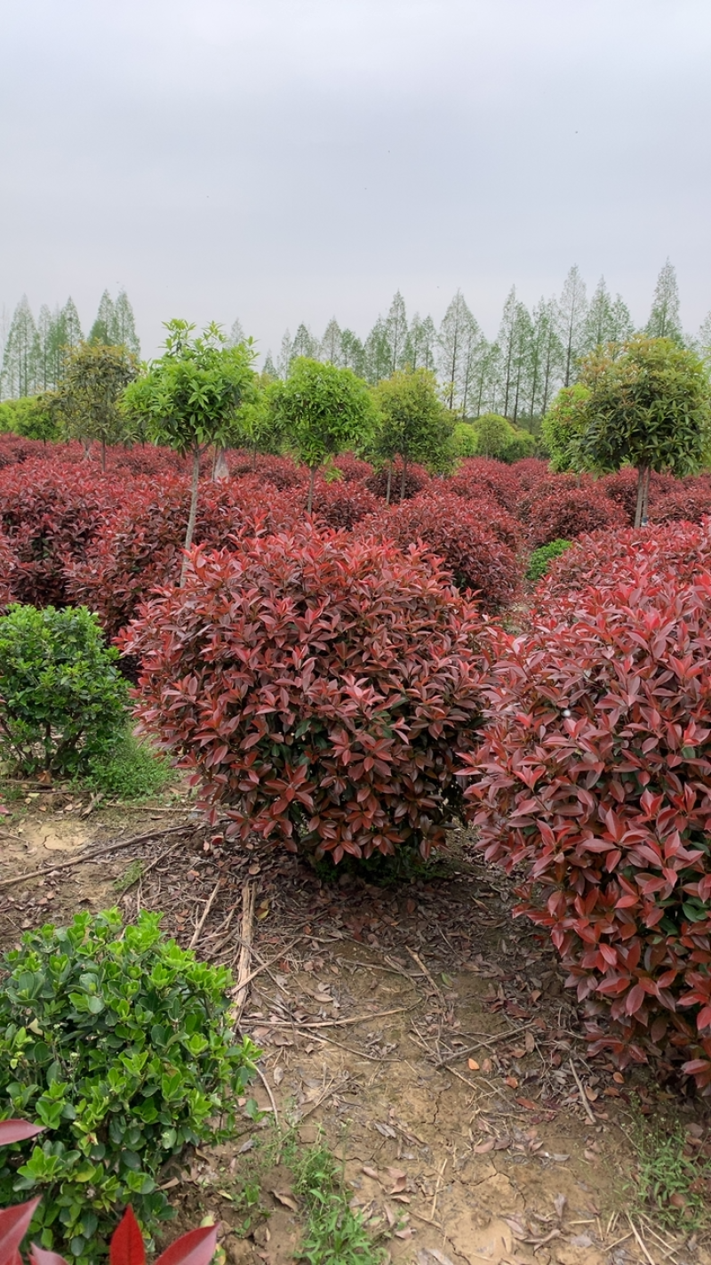 精品红叶石楠球，博天园林苗木基地D区，灌木之巅！