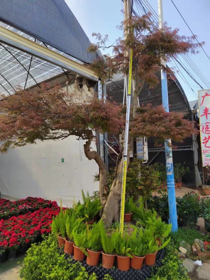 红枫老桩多年生造型盆景多年生老桩造型精美