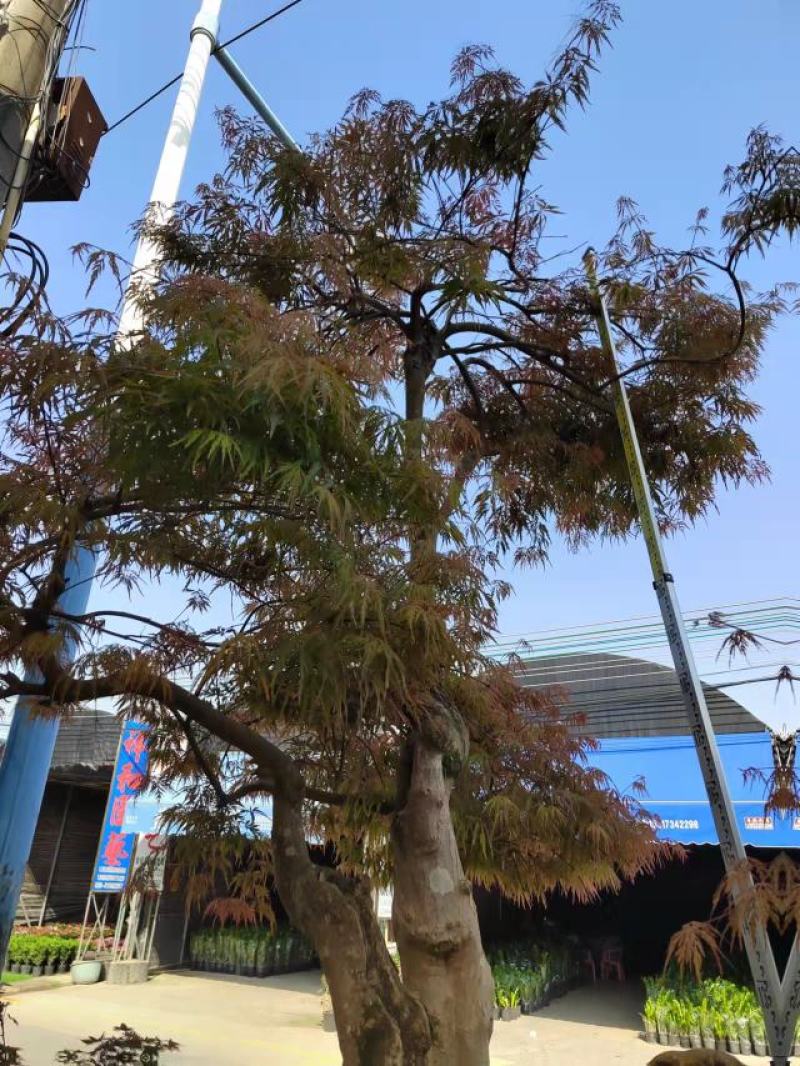 红枫老桩多年生造型盆景多年生老桩造型精美