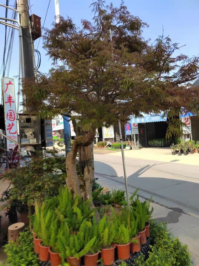 红枫老桩多年生造型盆景多年生老桩造型精美