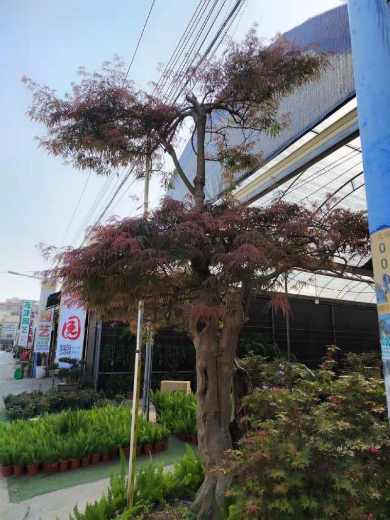 红枫老桩多年生造型盆景多年生老桩造型精美