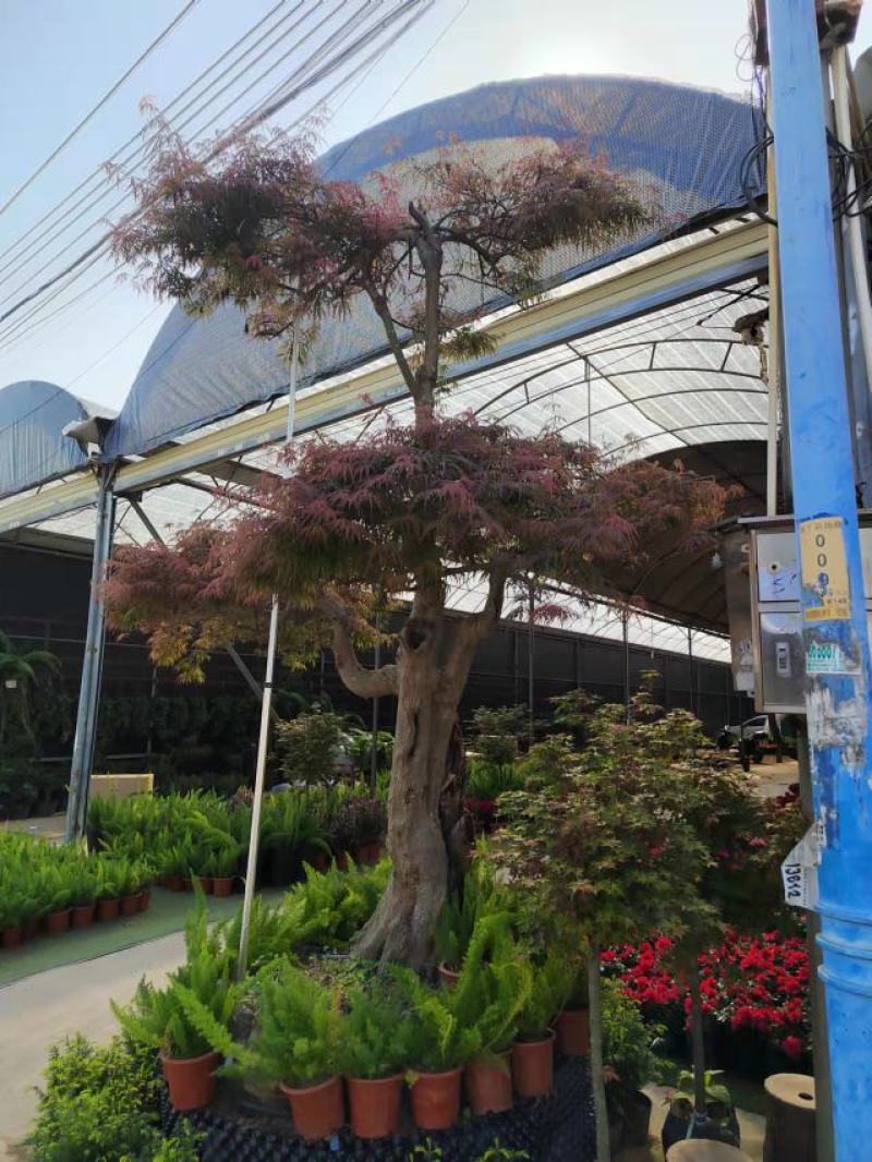 红枫老桩多年生造型盆景多年生老桩造型精美