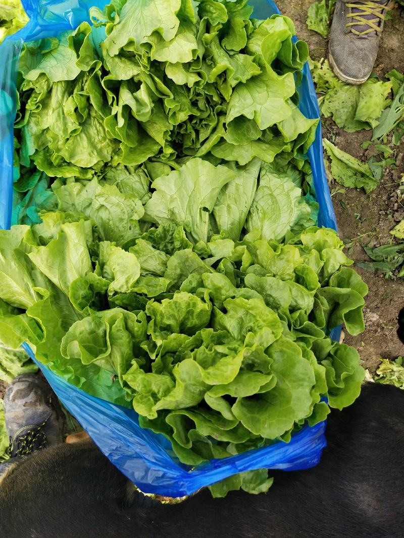 意大利和四季生菜，自己家种的品质保证，半斤至一斤左右
