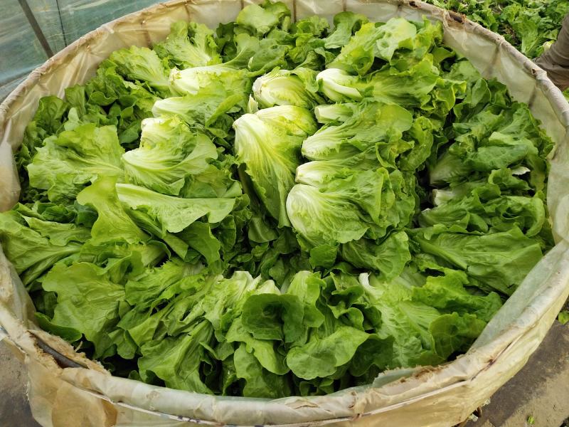 意大利和四季生菜，自己家种的品质保证，半斤至一斤左右