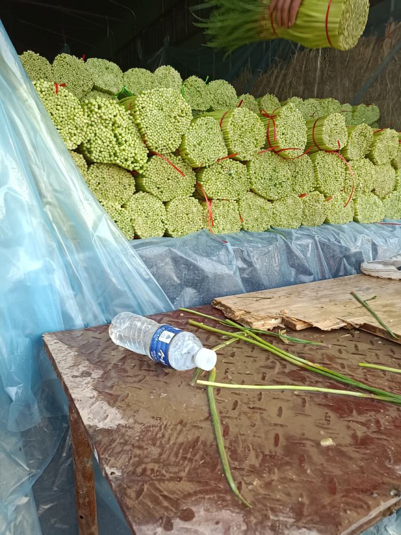 中牟大蒜，上市中，个头大，把子蒜，蒜头，电商，物美价廉
