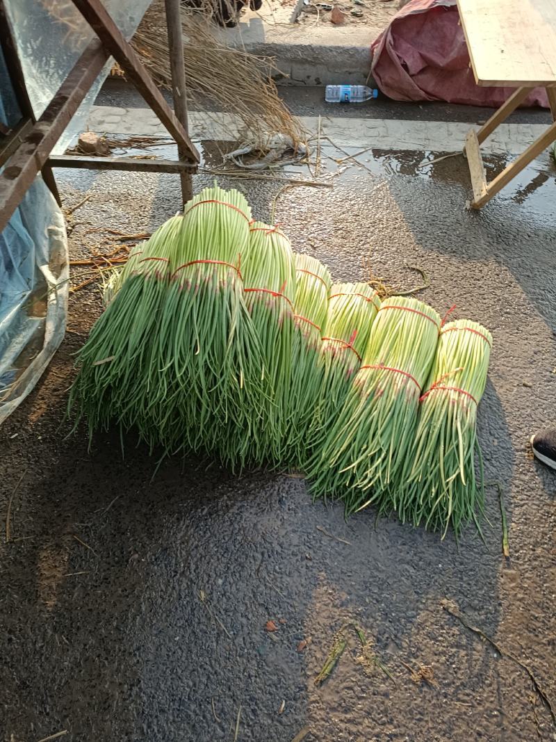 中牟大蒜，上市中，个头大，把子蒜，蒜头，电商，物美价廉