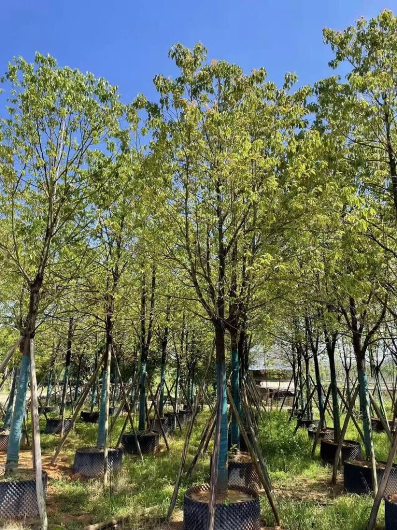 5-50公分香樟树，光棍-骨架-全冠，大量供应！