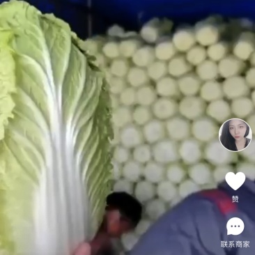 白菜