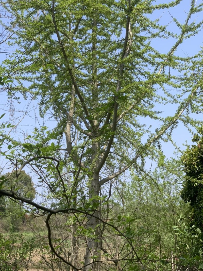 银杏树占地自种，有需求敬请联系