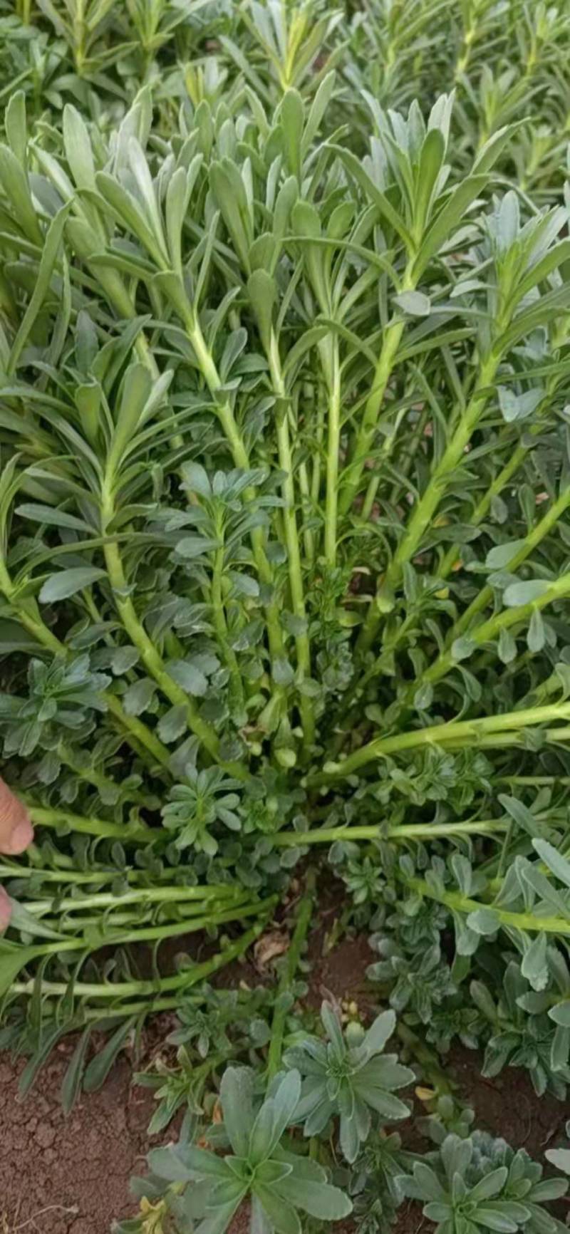 景天三七苗，根苗整亩出根，费菜苗子基地直供