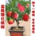 桃树树苗盆栽地栽南方北方庭院种植当年结果桃子树苗黄桃冬桃