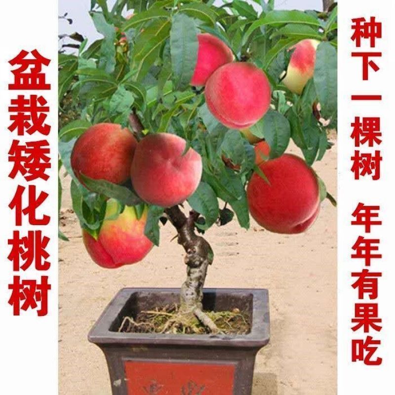 桃树树苗盆栽地栽南方北方庭院种植当年结果桃子树苗黄桃冬桃