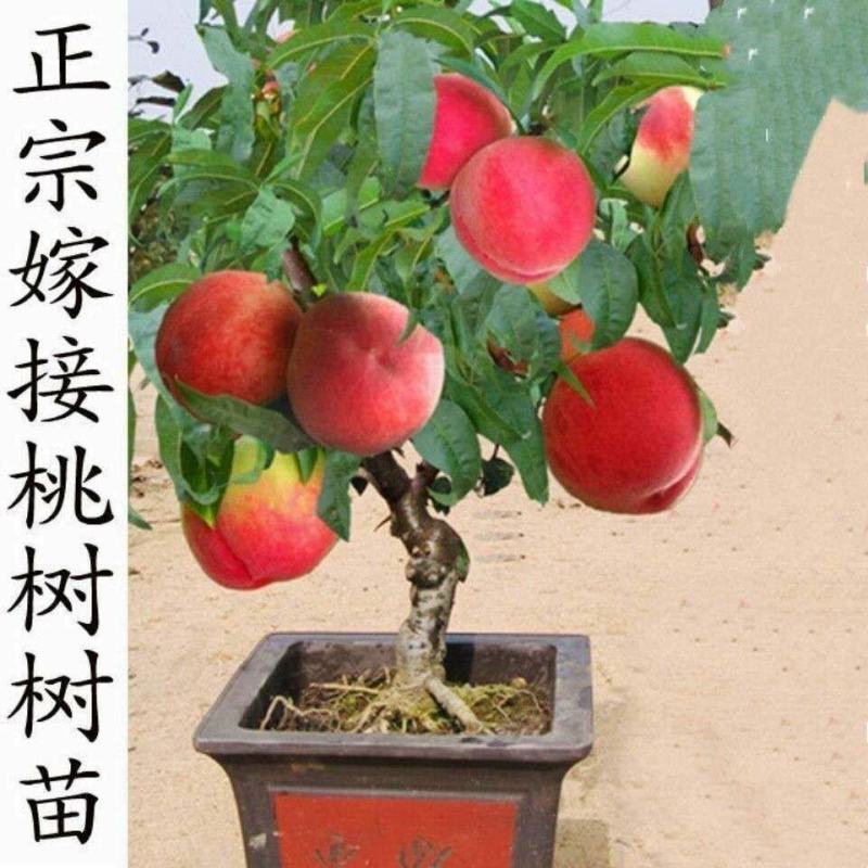 桃树树苗盆栽地栽南方北方庭院种植当年结果桃子树苗黄桃冬桃