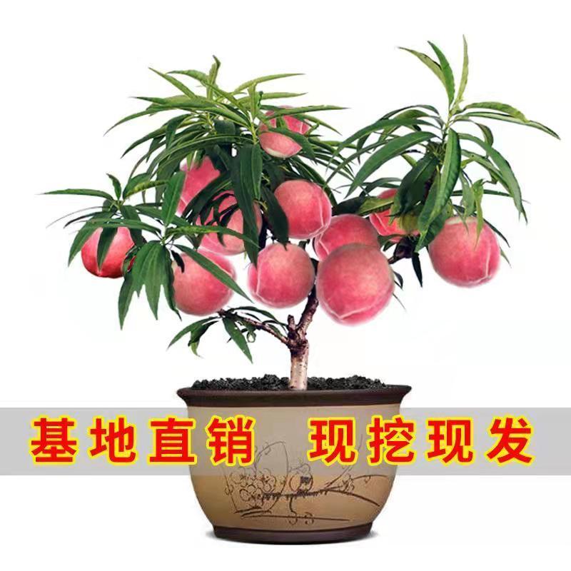 桃树树苗盆栽地栽南方北方庭院种植当年结果桃子树苗黄桃冬桃