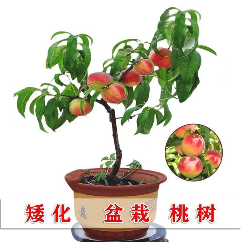 桃树树苗盆栽地栽南方北方庭院种植当年结果桃子树苗黄桃冬桃