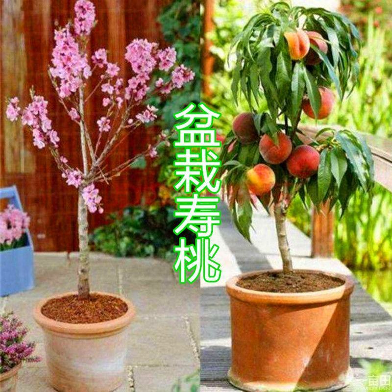 桃树树苗盆栽地栽南方北方庭院种植当年结果桃子树苗黄桃冬桃