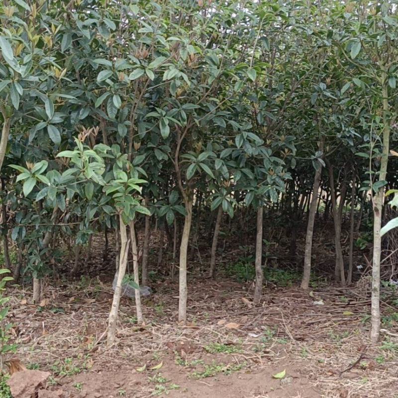 河南南阳镇平各种规格齐全的大叶女贞量大优惠