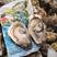 正宗乳山生蚝产地直供万亩养殖海域山东威海乳山牡蛎批发零售
